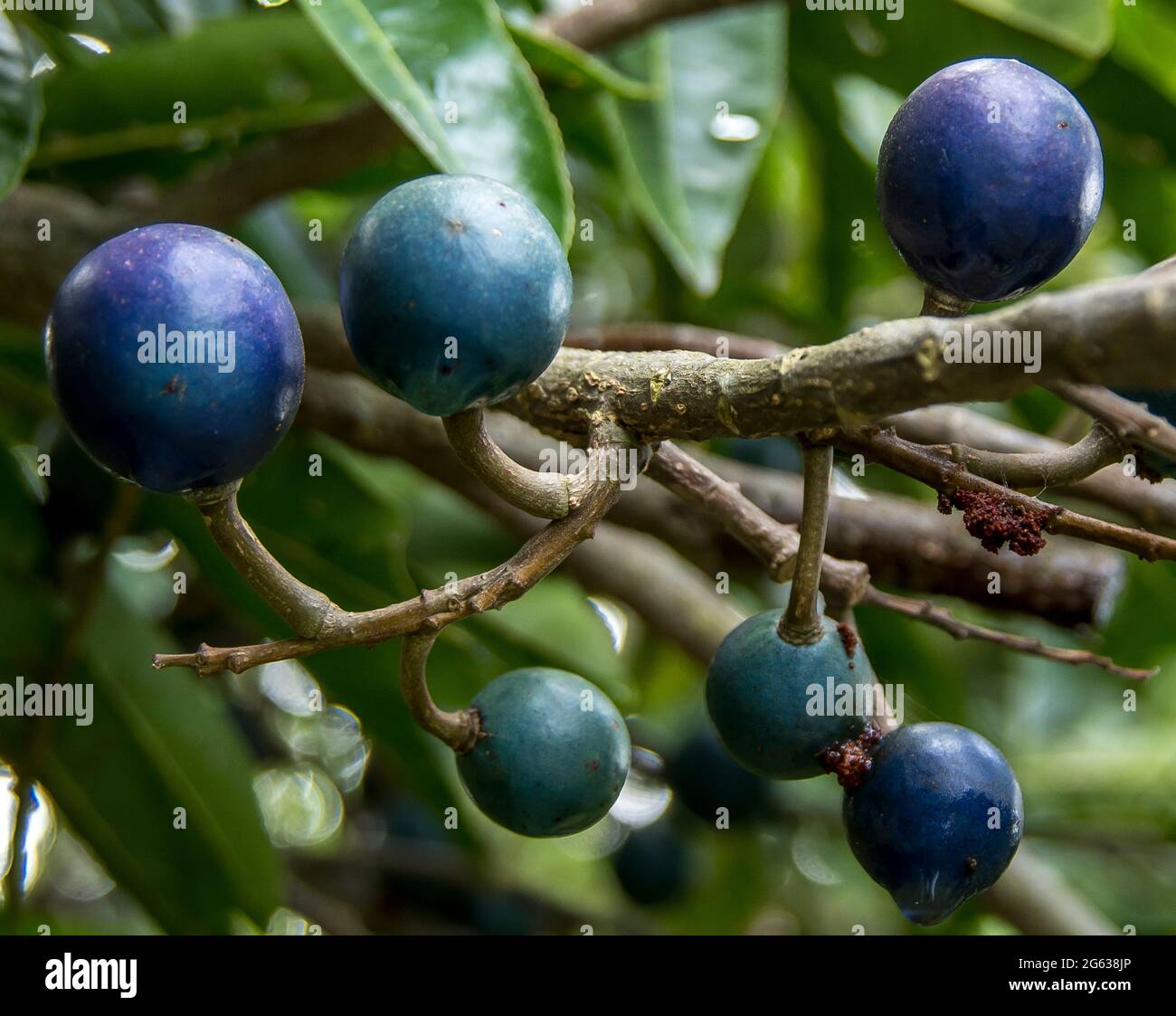 Shiny, bright blue fruits of Blue Quandong (Elaeocarpus angustifolius) in subtropical rainforest, Tamborine Mountain, Australia. Spring time. Stock Photo