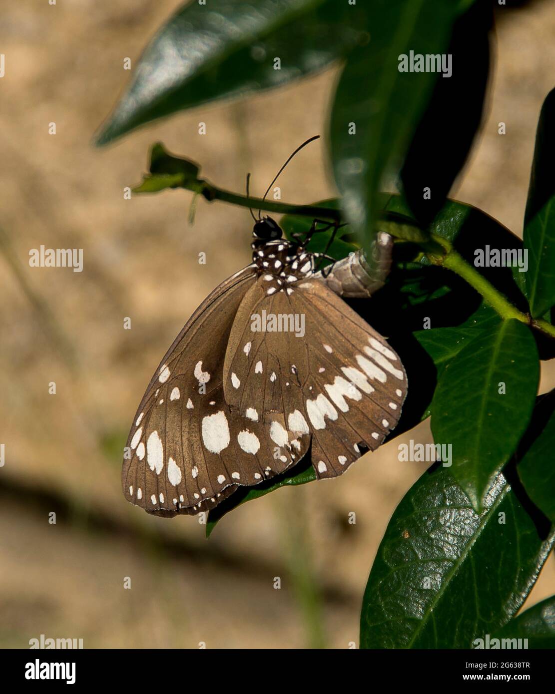 Dark brown and white Common Crow butterfly, Oleander butterfly (Euploea core) resting on green leaves in a garden in Queensland, Australia Stock Photo