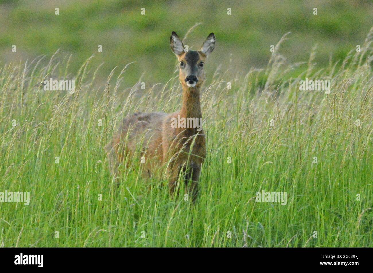 Roe Deer on Talkin Fell, Cumbria Stock Photo