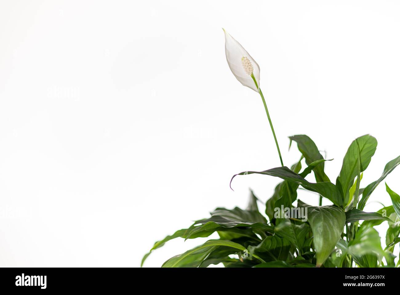 Horizontal photograph of a flowering Peace Lilly isolated on white with copy space Stock Photo