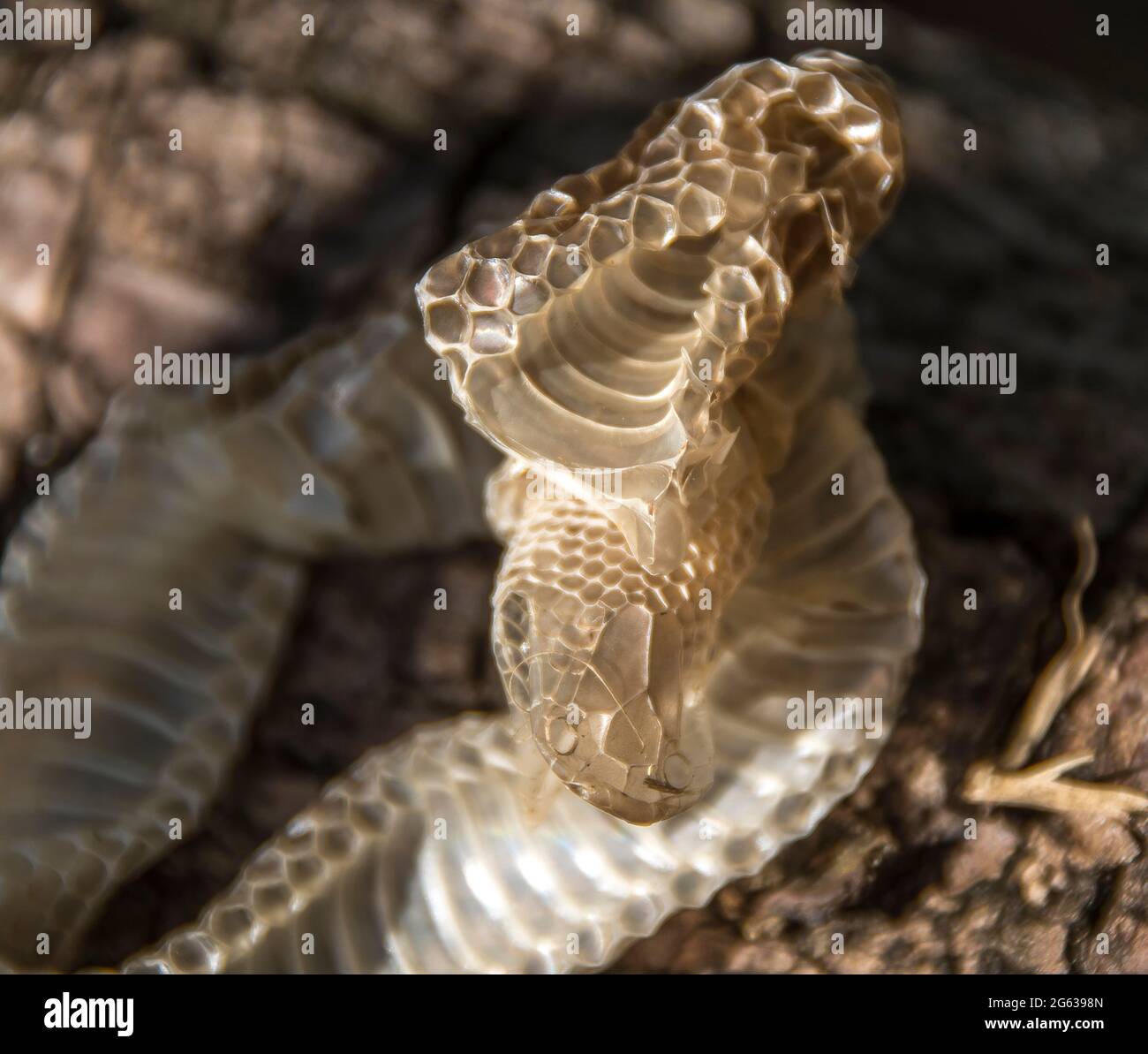 Discarded snake-skin shed by moulting snake. Includes eyes and  face with coiled body. Autumn, in a Queensland garden, Australia. Stock Photo