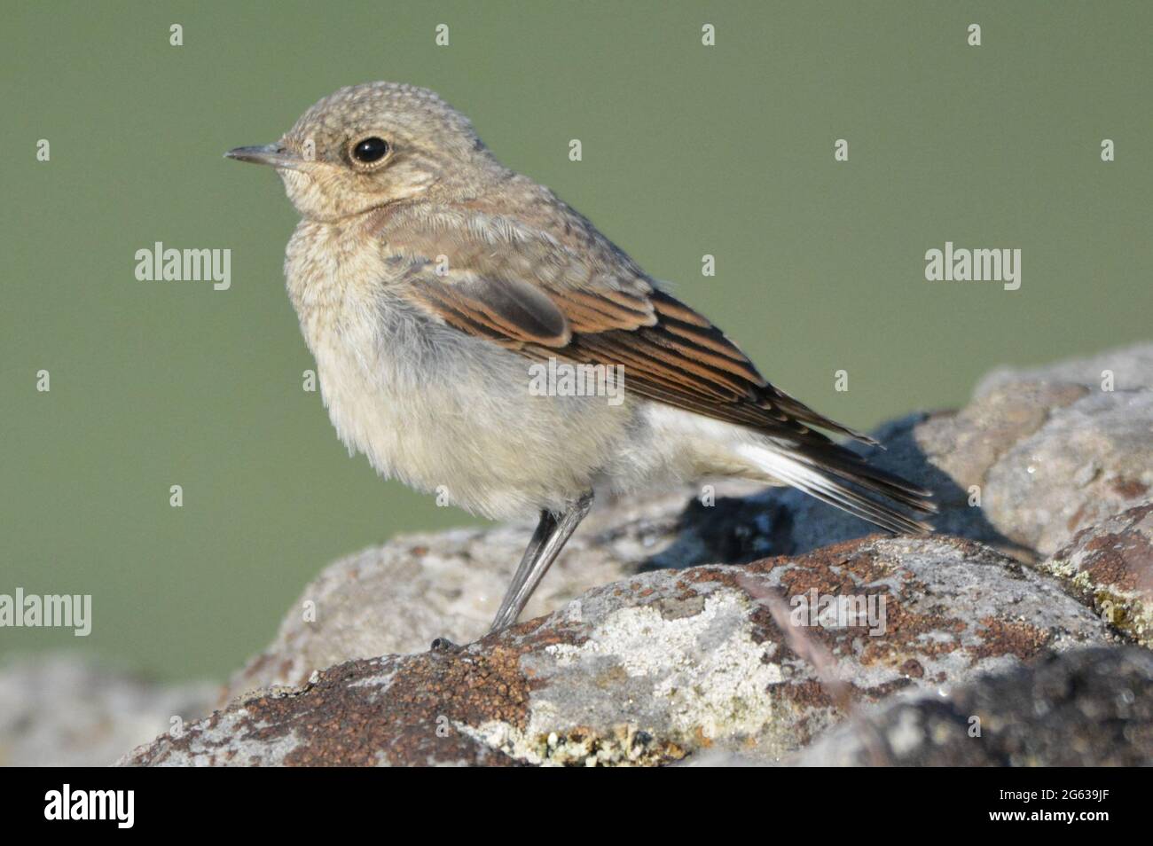 juvenile-wheatear-hi-res-stock-photography-and-images-alamy