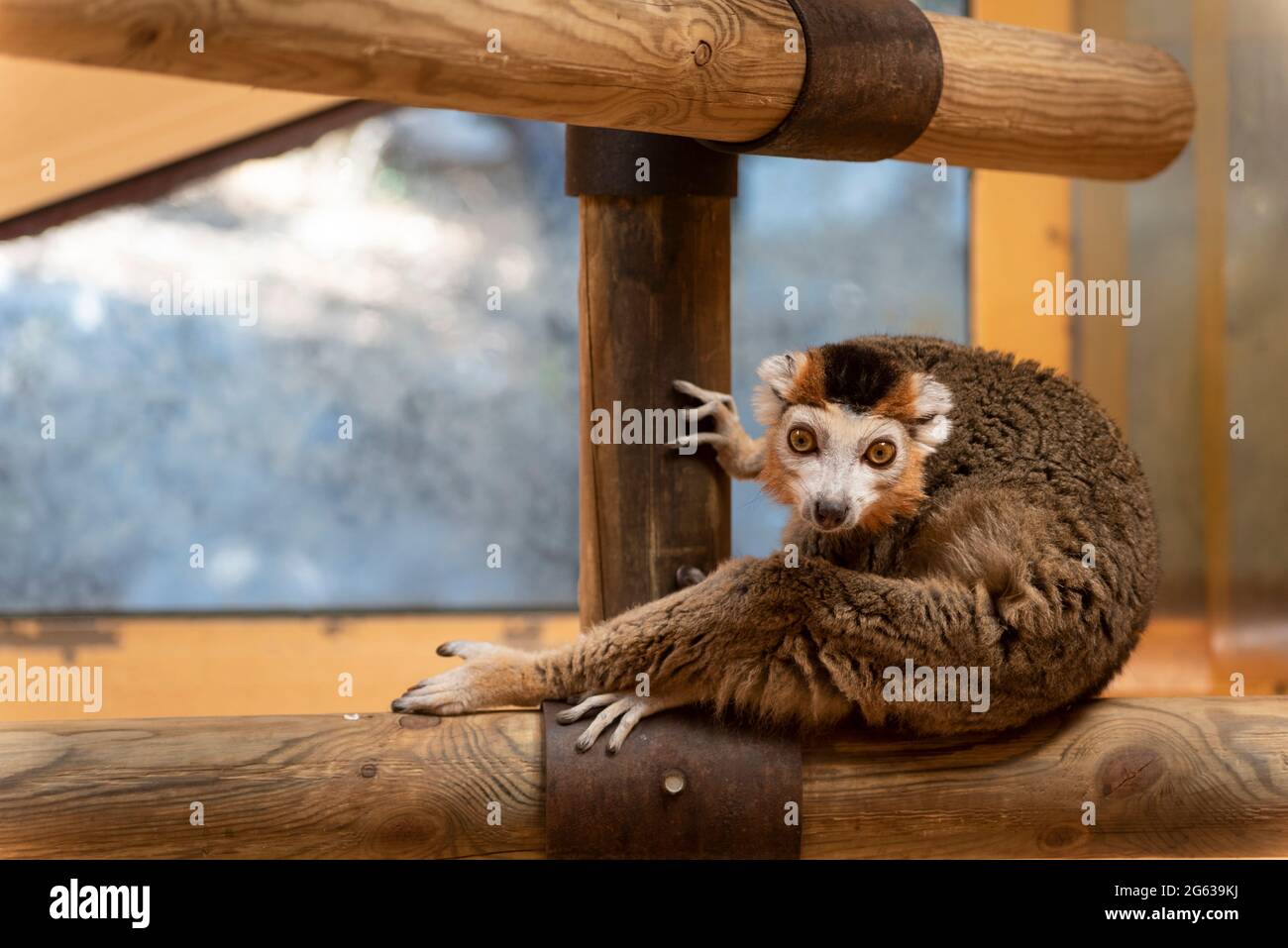 Lemur in a cage looking straight ahead Stock Photo - Alamy - Setting Up A Lemur Cage With A Small Budget