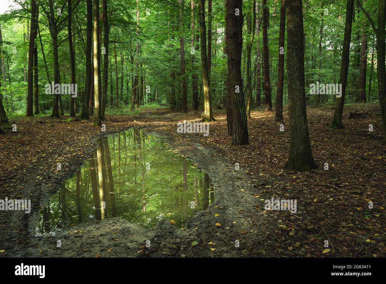 A large puddle in the green forest, summer day view Stock Photo