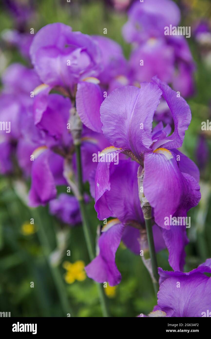 Blue irises iris flower hi-res stock photography and images - Page