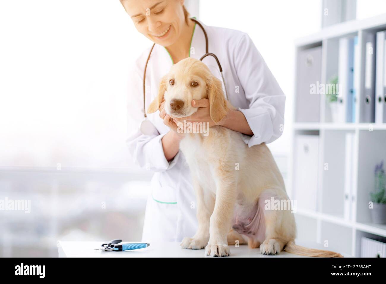 Cute dog examined by doctor at veterinary clinic Stock Photo Alamy