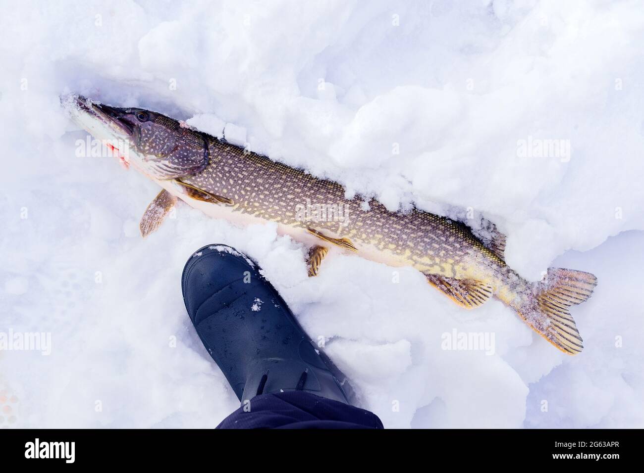 Northern Pike while ice fishing lies on snow in winter Stock Photo