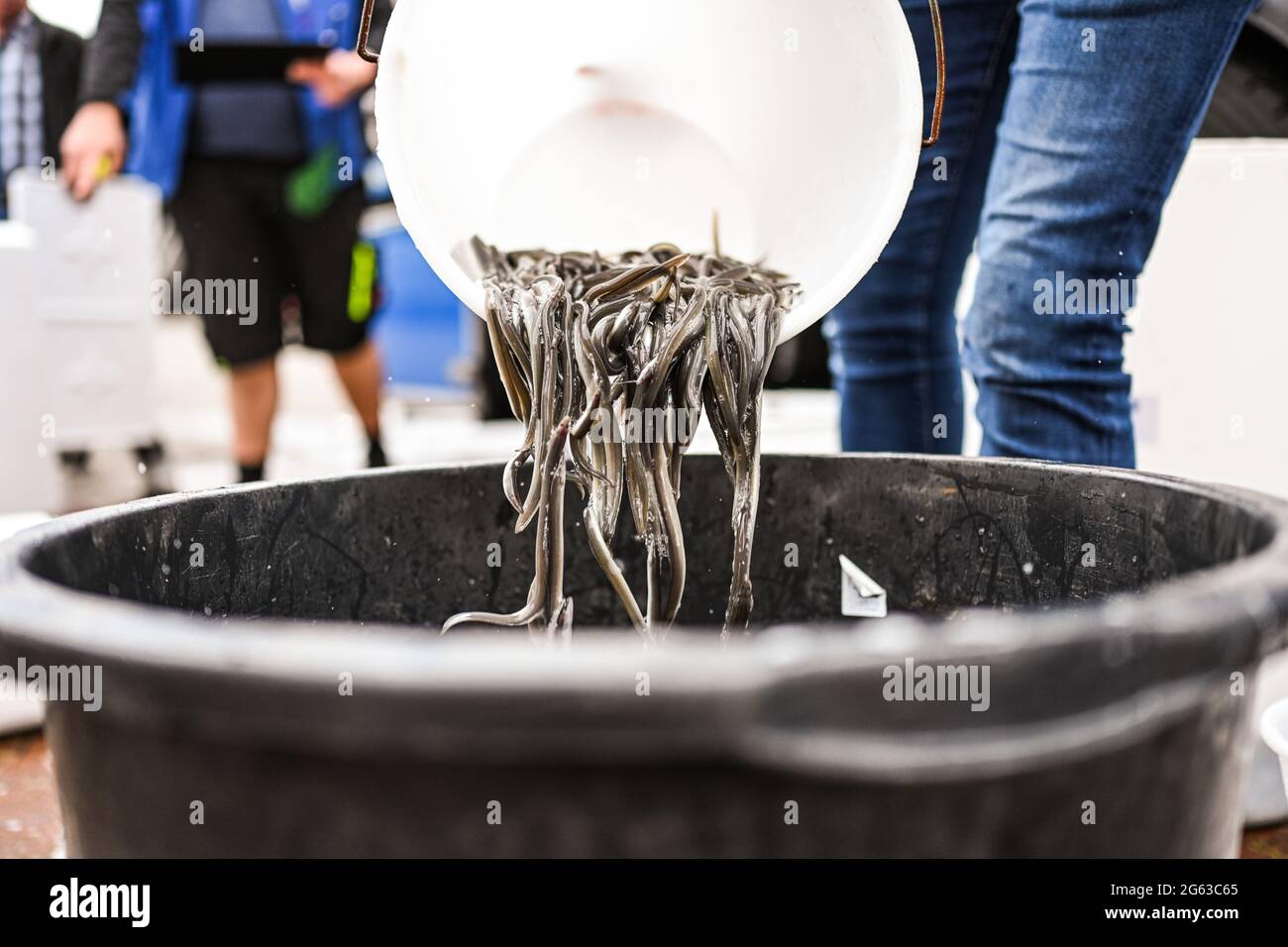 Lower Saxony, Germany. July 2 2021: Young set eels are put from a bucket into a container. The Angler's Association of Lower Saxony releases young eels and helps them to avoid obstacles on their natural migration route. The eel was once an important cultivated and bread fish in northern Germany. But hydroelectric power plants and weirs block the way for young eels from the North Sea to the rivers and streams. Photo: Mohssen Assanimoghaddam/dpa Credit: dpa picture alliance/Alamy Live News Stock Photo