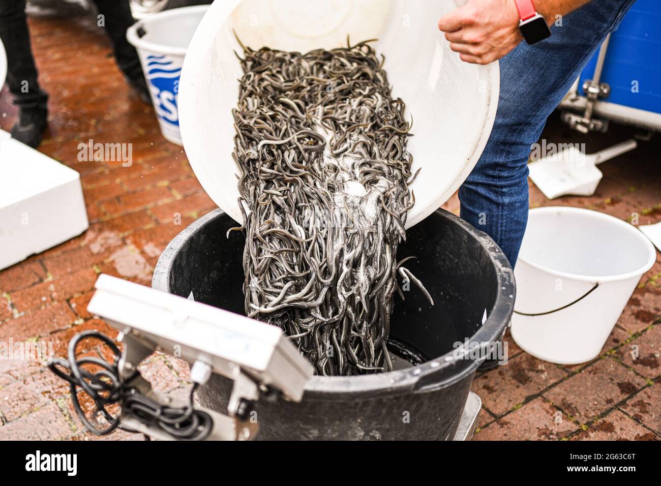 Lower Saxony, Germany. July 2 2021: Young set eels are put from a bucket into a container. The Angler's Association of Lower Saxony releases young eels and helps them to avoid obstacles on their natural migration route. The eel was once an important cultivated and bread fish in northern Germany. But hydroelectric power plants and weirs block the way for young eels from the North Sea to the rivers and streams. Photo: Mohssen Assanimoghaddam/dpa Credit: dpa picture alliance/Alamy Live News Stock Photo