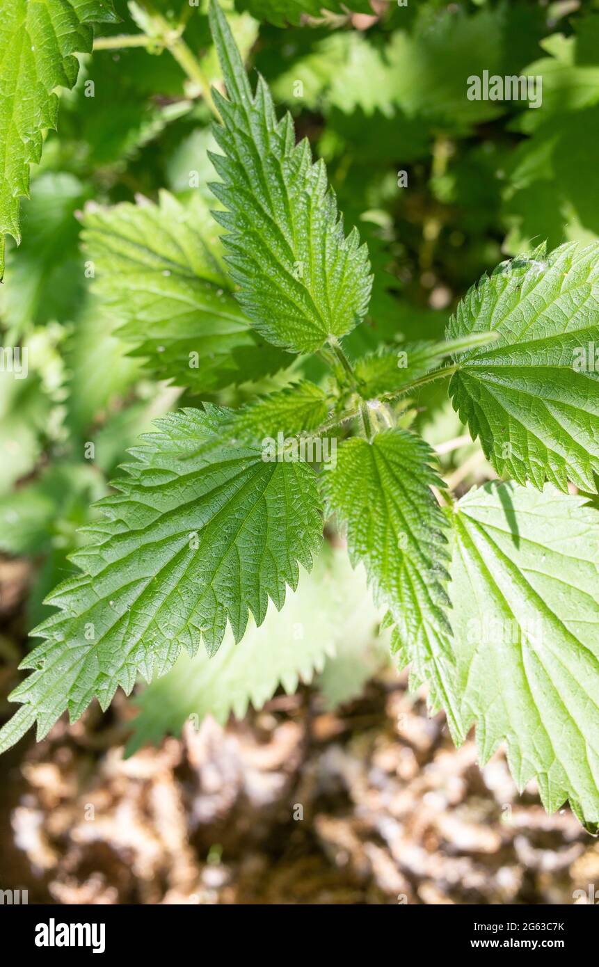 English stinging nettles in Kent England UK Stock Photo Alamy