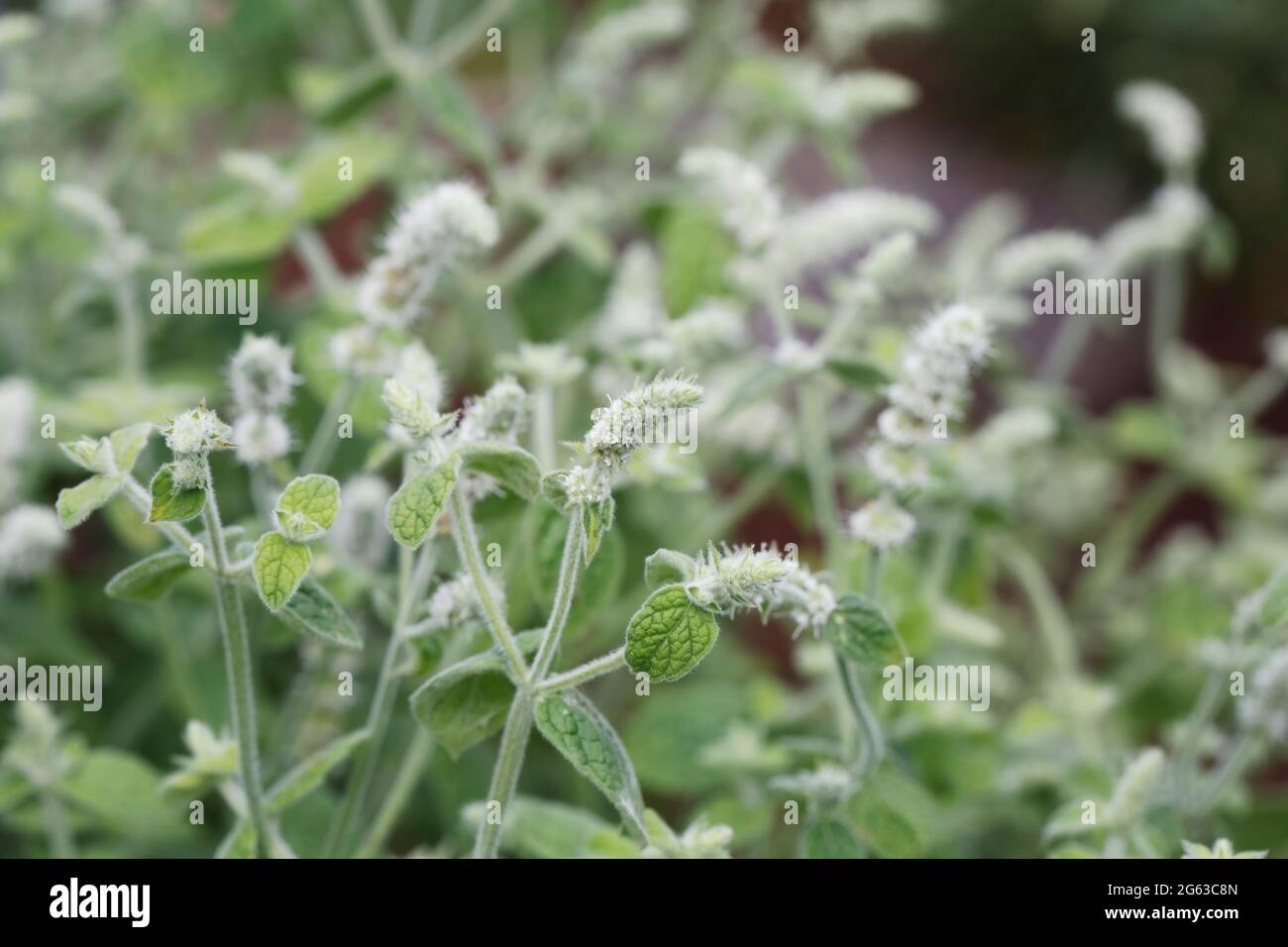 Mentha suaveolens subsp. timija. Atlas Mountains mint Stock Photo