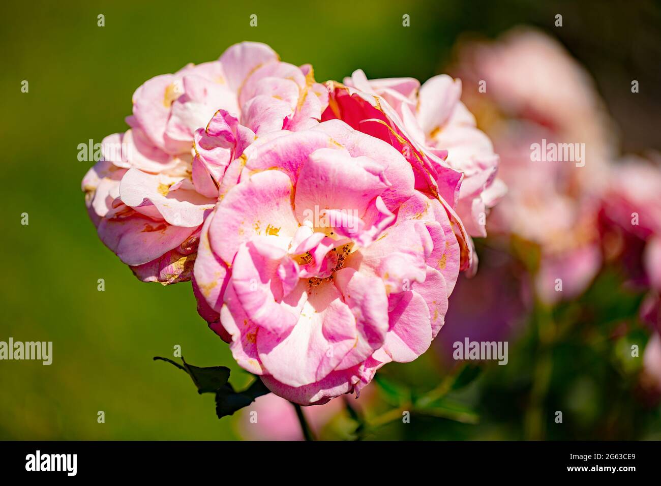 Soft pink of Hybrid Tea Rose 'Wise Woman' flower Stock Photo