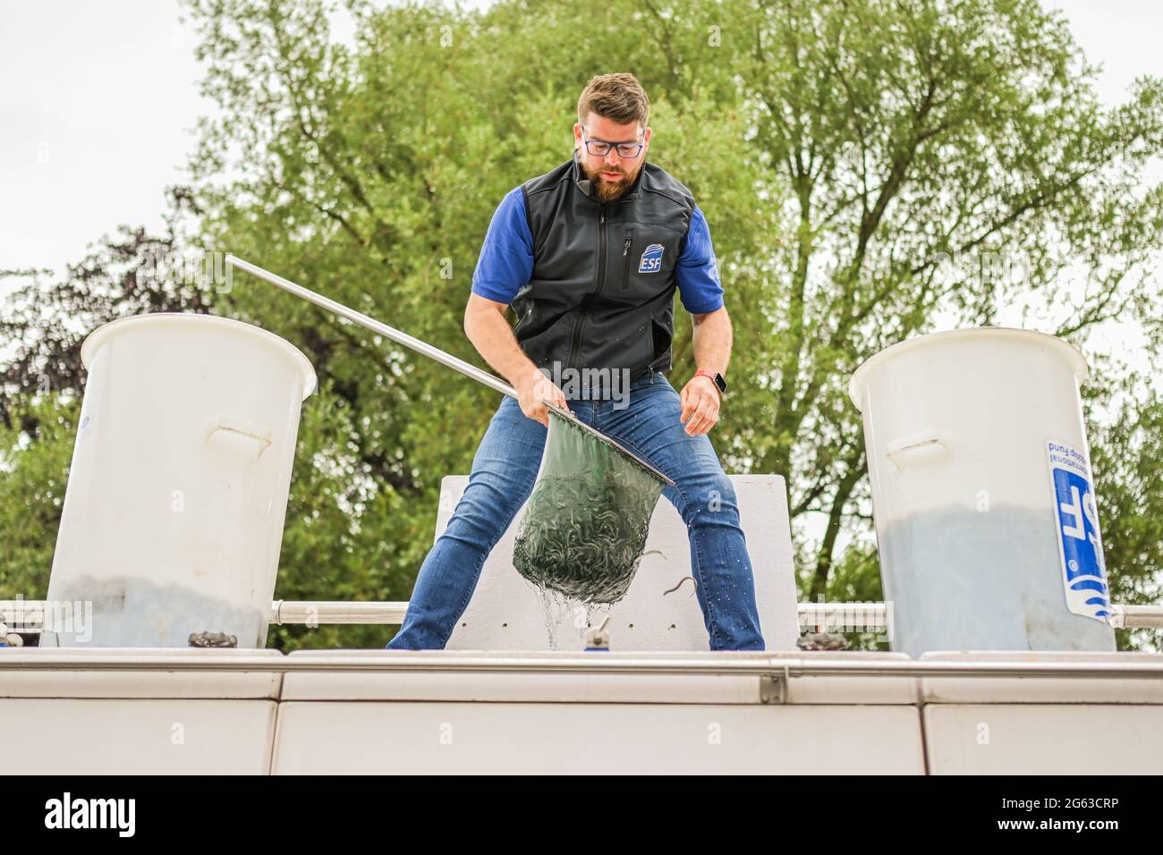 Lower Saxony, Germany. July 2 2021: Matthias Letmeyer stands on a fish transporter and uses a landing net to distribute young set eels into two large buckets. The Lower Saxony Anglers' Association releases young eels and helps them avoid obstacles on their natural migration route. The eel was once an important cultivated and bread fish in northern Germany. But hydroelectric power plants and weirs block the way for young eels from the North Sea to the rivers and streams. Photo: Mohssen Assanimoghaddam/dpa Credit: dpa picture alliance/Alamy Live News Stock Photo