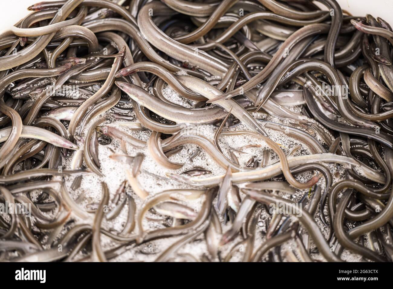 Lower Saxony, Germany. July 2 2021: Young set eels are seen in a large bucket. The Lower Saxony Anglers' Association releases juvenile eels and helps them to avoid obstacles on their natural migration route. The eel was once an important cultivated and bread fish in northern Germany. But hydroelectric power plants and weirs block the way for young eels from the North Sea to the rivers and streams. Photo: Mohssen Assanimoghaddam/dpa Credit: dpa picture alliance/Alamy Live News Stock Photo