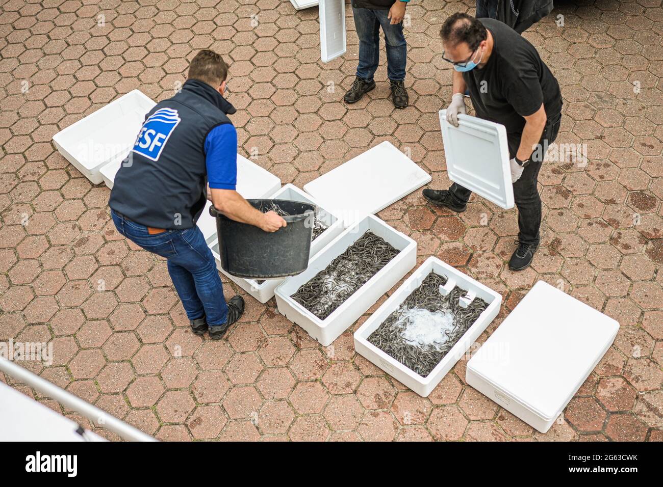 Lower Saxony, Germany. July 2 2021: Young set eels are put into transport boxes by helpers. The Angler's Association of Lower Saxony releases young eels and helps them to avoid obstacles on their natural migration route. The eel was once an important cultivated and bread fish in northern Germany. But hydroelectric power plants and weirs block the way for young eels from the North Sea to the rivers and streams. Photo: Mohssen Assanimoghaddam/dpa Credit: dpa picture alliance/Alamy Live News Stock Photo