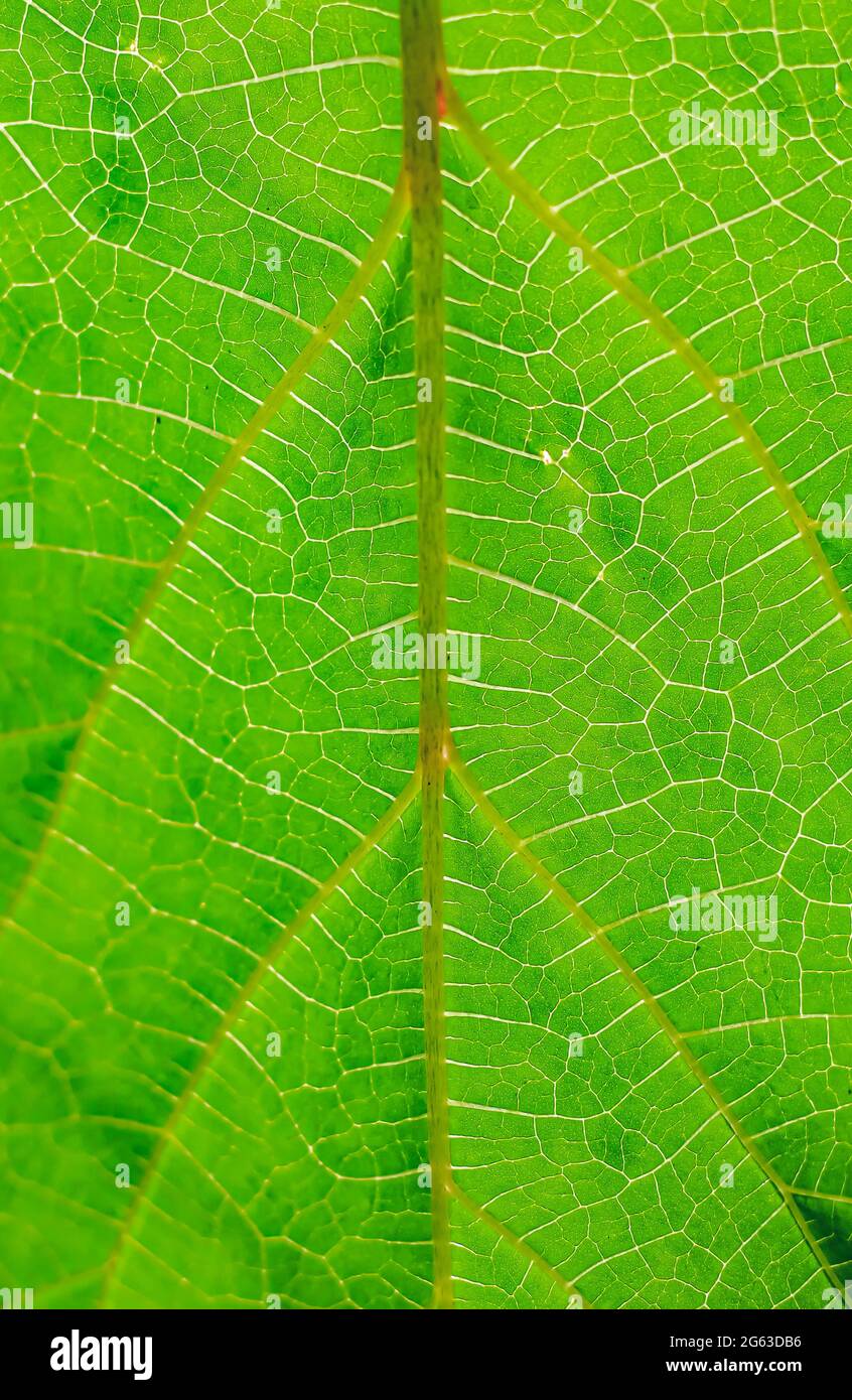 Green beaves pattern background. Leaf texture and background. Stock Photo