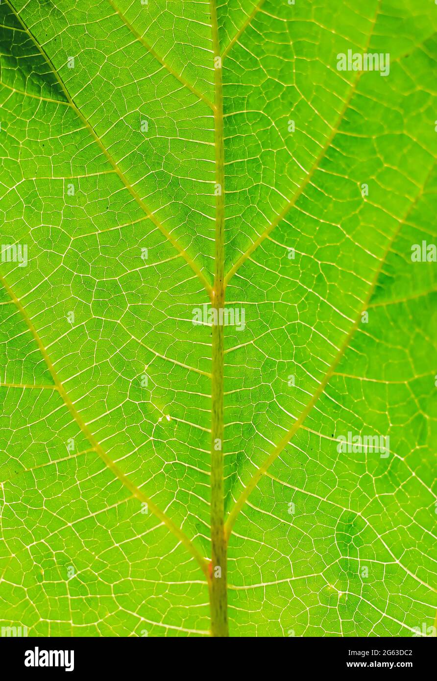 Green beaves pattern background. Leaf texture and background. Stock Photo
