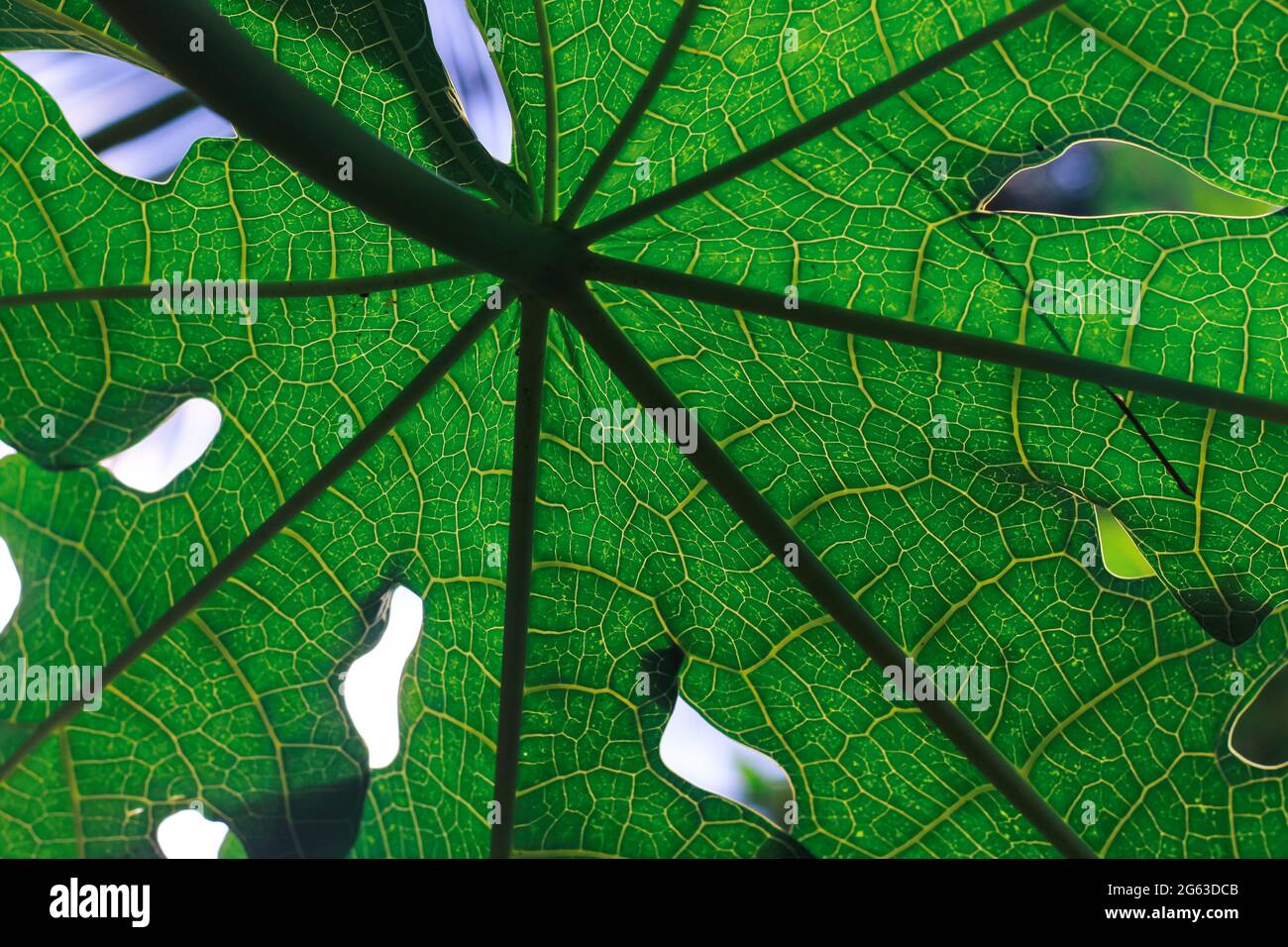 Green beaves pattern background. Leaf texture and background. Stock Photo