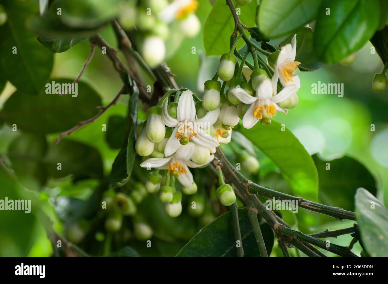 White Pomelo blossom clusters Stock Photo Alamy