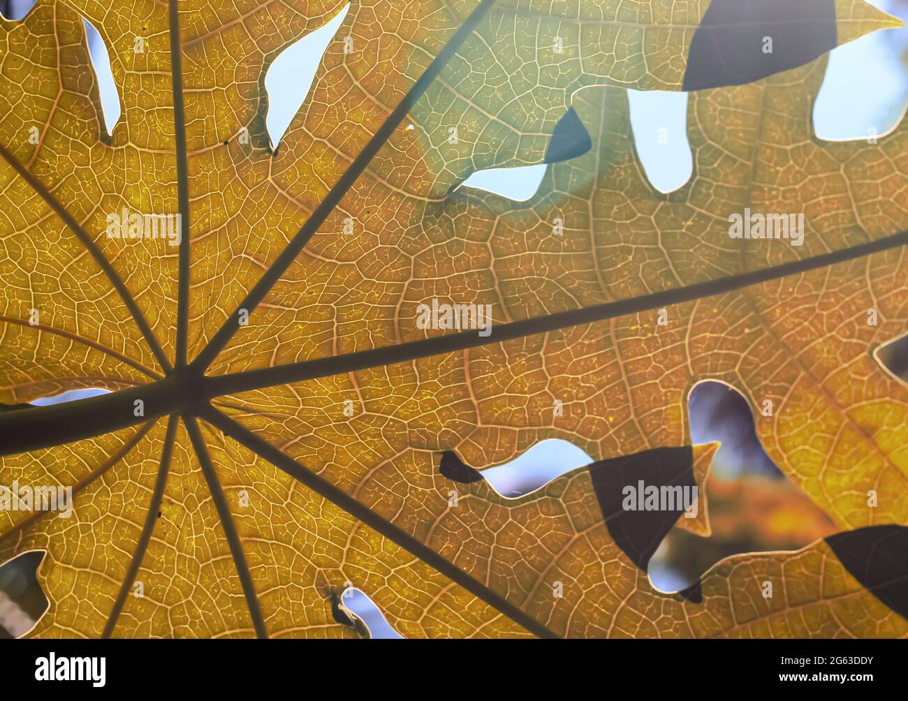 Green beaves pattern background. Leaf texture and background. Stock Photo