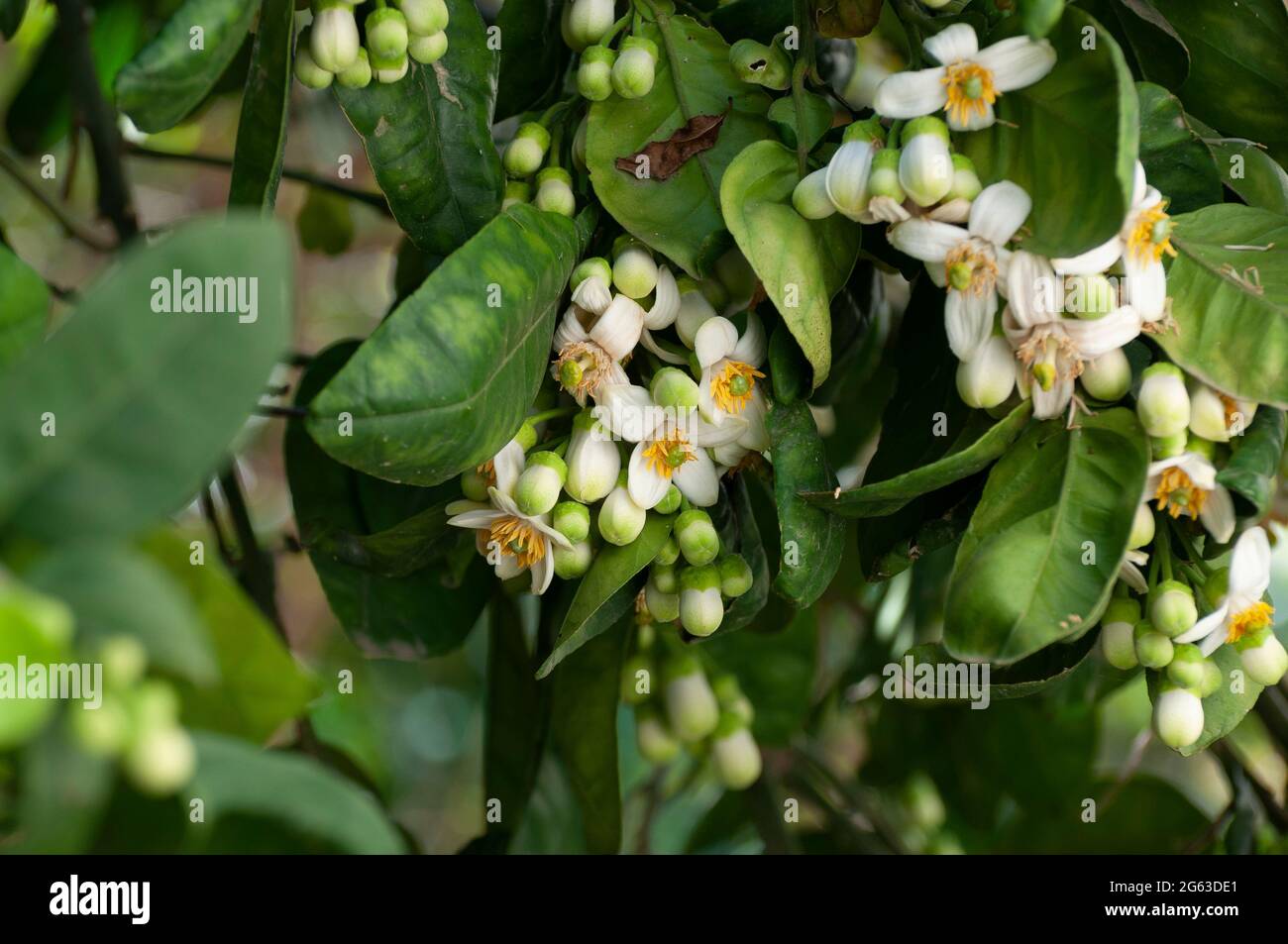 White Pomelo blossom clusters Stock Photo Alamy