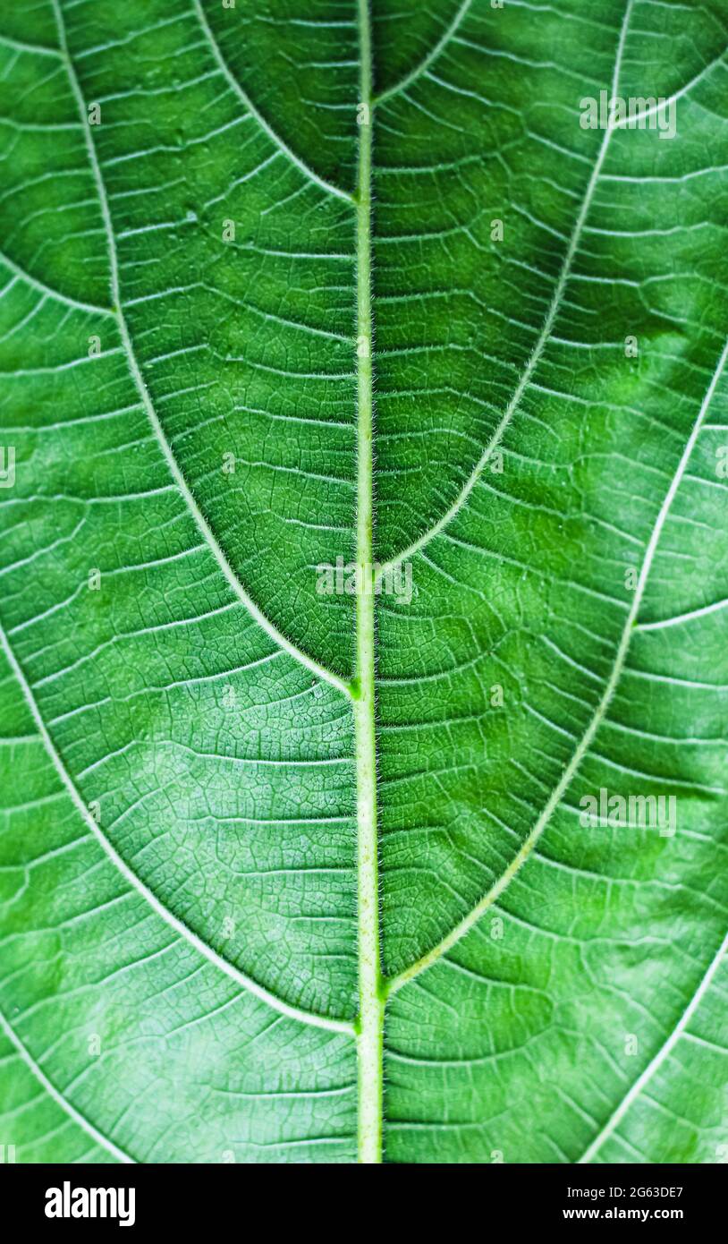Green beaves pattern background. Leaf texture and background. Stock Photo