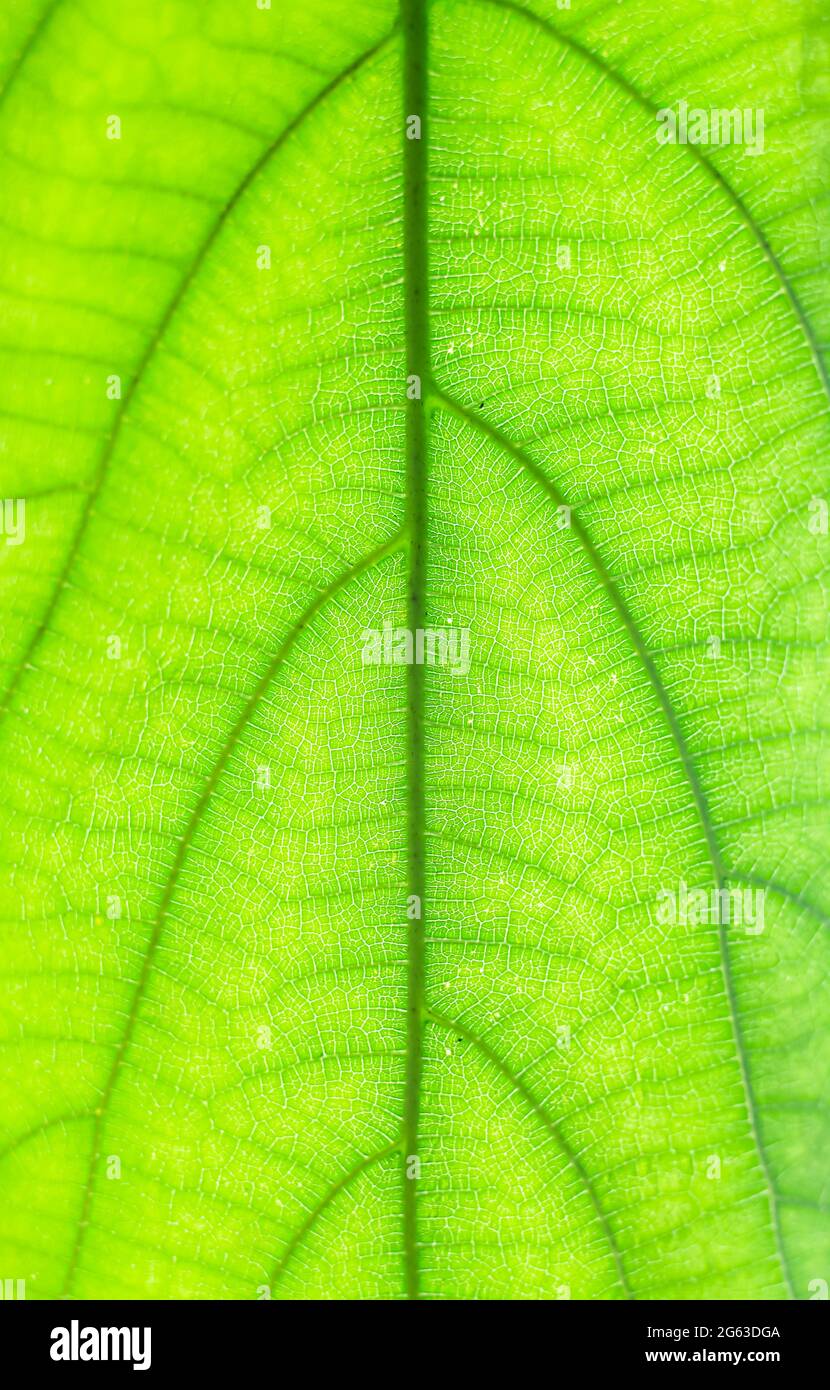 Green beaves pattern background. Leaf texture and background. Stock Photo