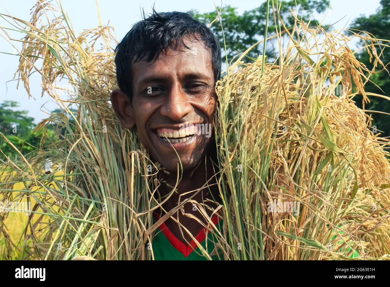 Bangladeshi farmer smiling for cut and collects paddy after harvest. Stock Photo