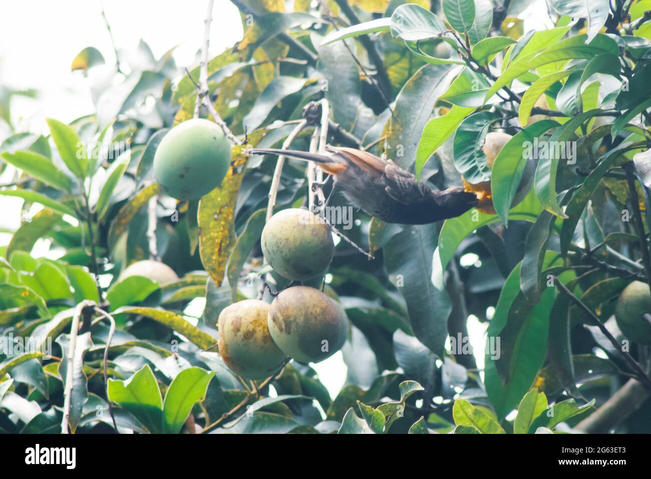 The bulbul bird-eating ripe mango on the tree. Ripe mangoes on the tree. Stock Photo