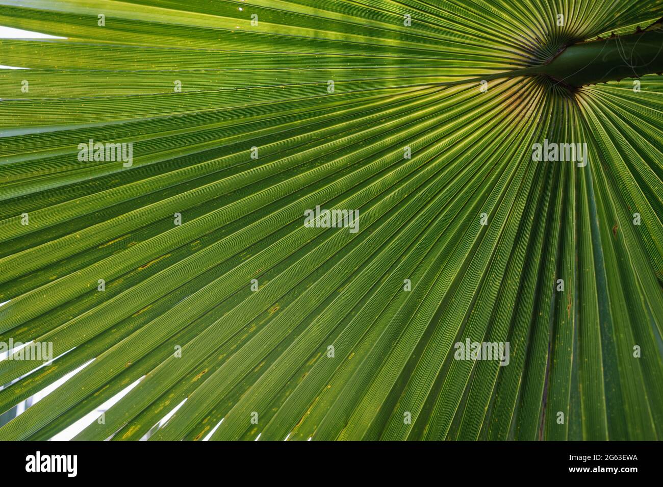 The underside of date palm fronds Stock Photo