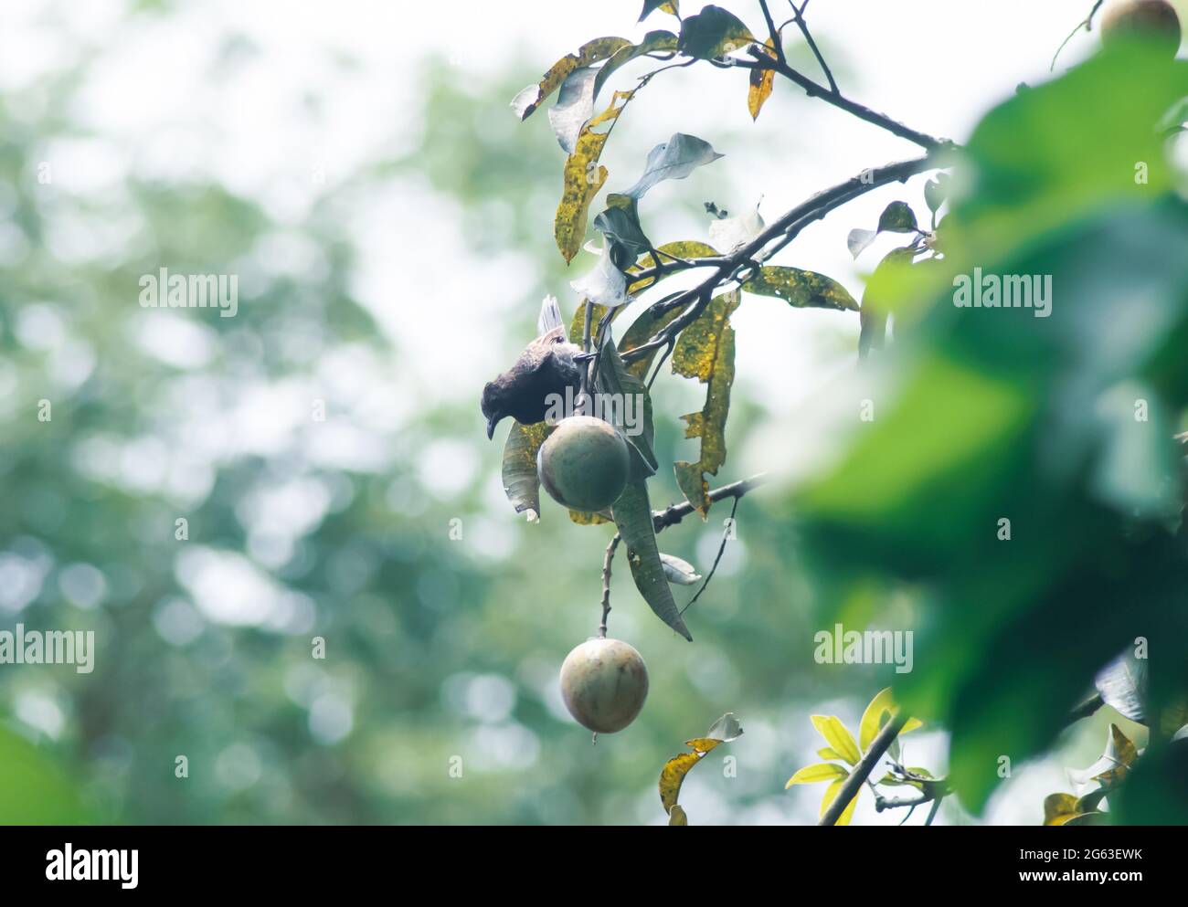 The bulbul bird eating ripe mango on tree. Ripe mangoes on tree. Stock Photo