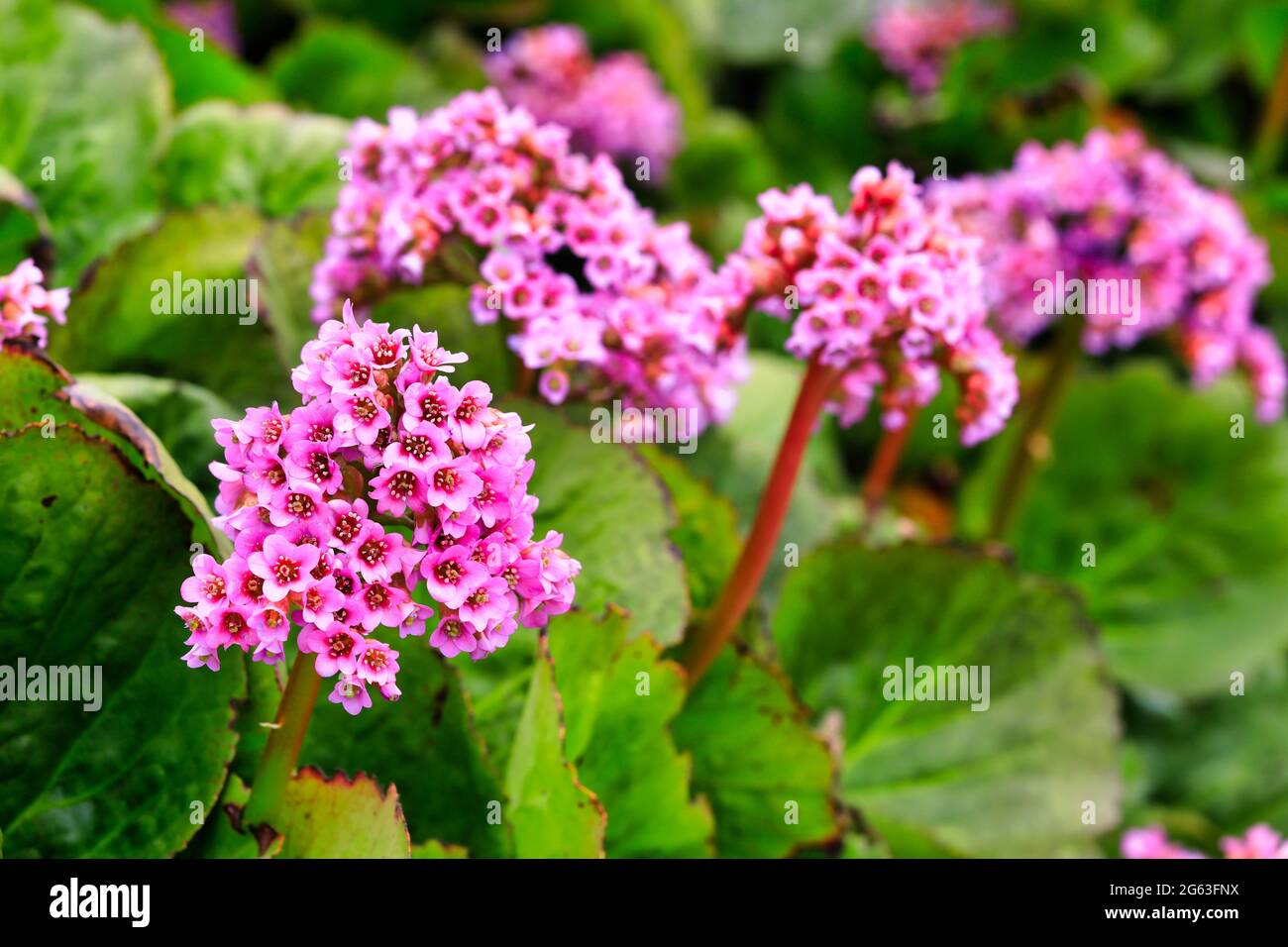 Pink flowers of Bergenia cordifolia, Heartleaf Bergenia, growing in the garden in the spring. Bergenia is an evergreen perennial plant. Stock Photo