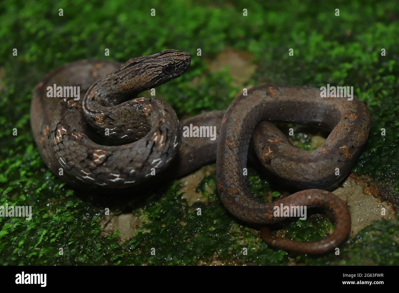 Mock Viper (Psammodynastes pulverulentus) Stock Photo