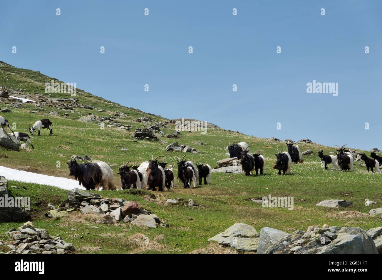 Herd of Valais Blackneck goats in an alpine meadow Stock Photo