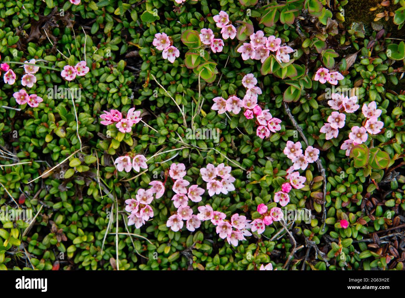 Small pink flowers and leathery green leaves of Alpine azalea Stock Photo