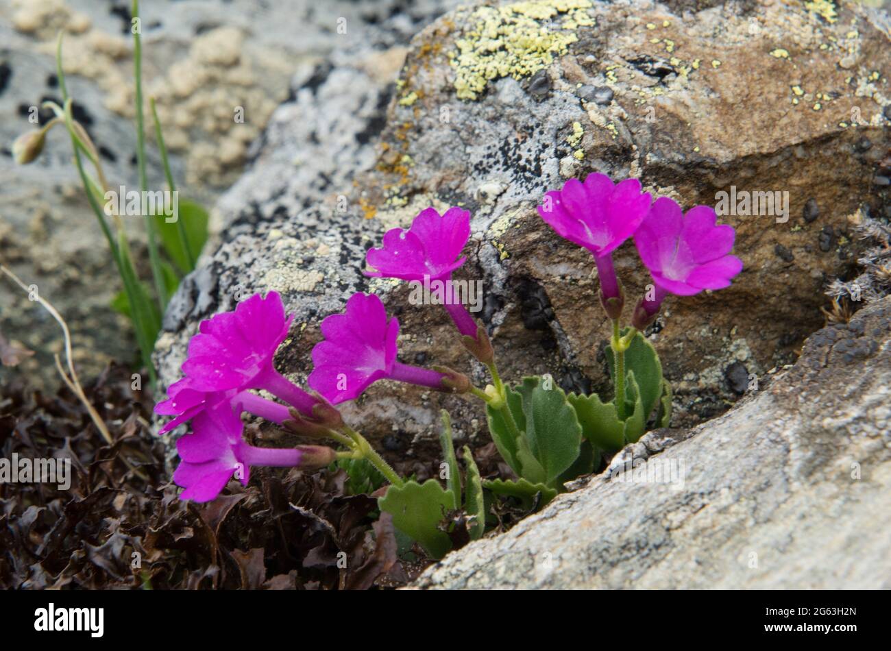 Primula hirsuta, also known as Pelzprimel or Chlebi, a small alpine plant, growing in its natural environment Stock Photo