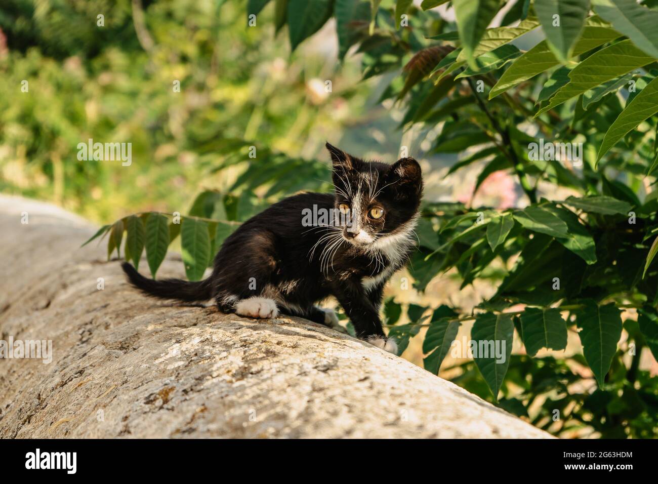 Small black kitty with white paws outdoors.Cute cat sitting on wall trees in background. Adorable baby animal.Beautiful portrait of a black kitten. Stock Photo