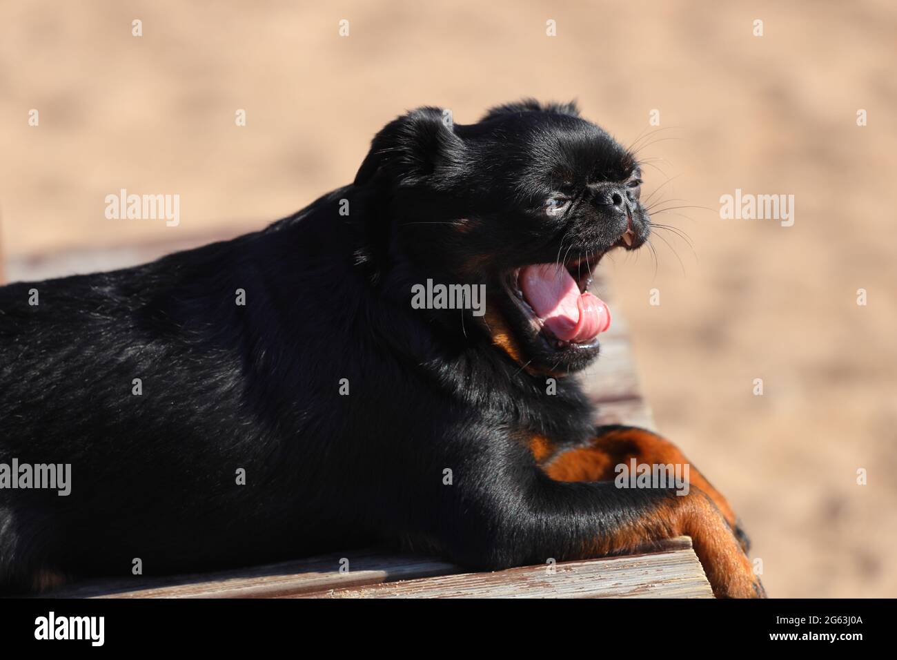 woman stroking a dog of breed small brabancon yawns outdoors in summer. High quality photo Stock Photo