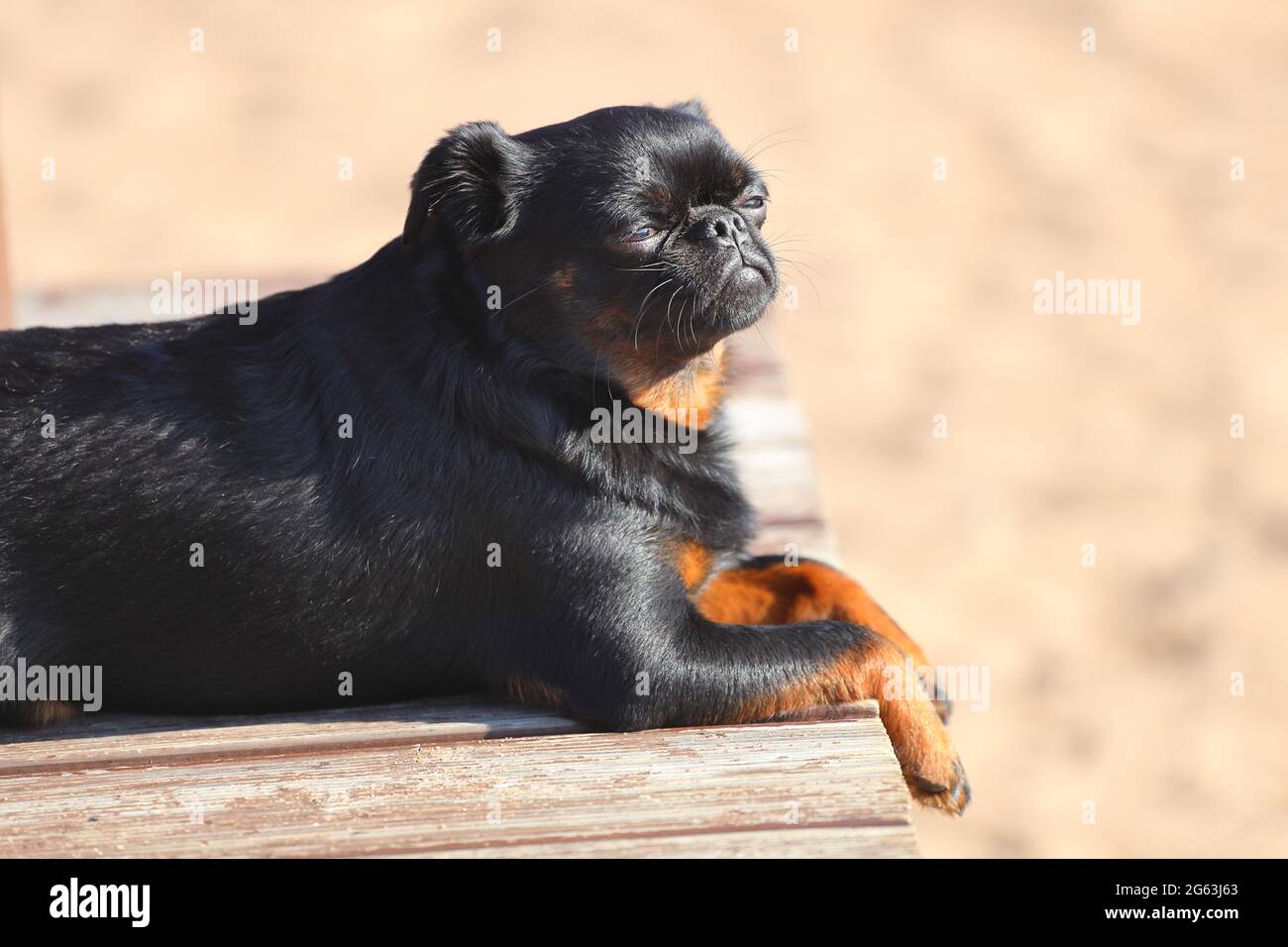 small dog breed small brabancon outdoors in summer. High quality photo Stock Photo