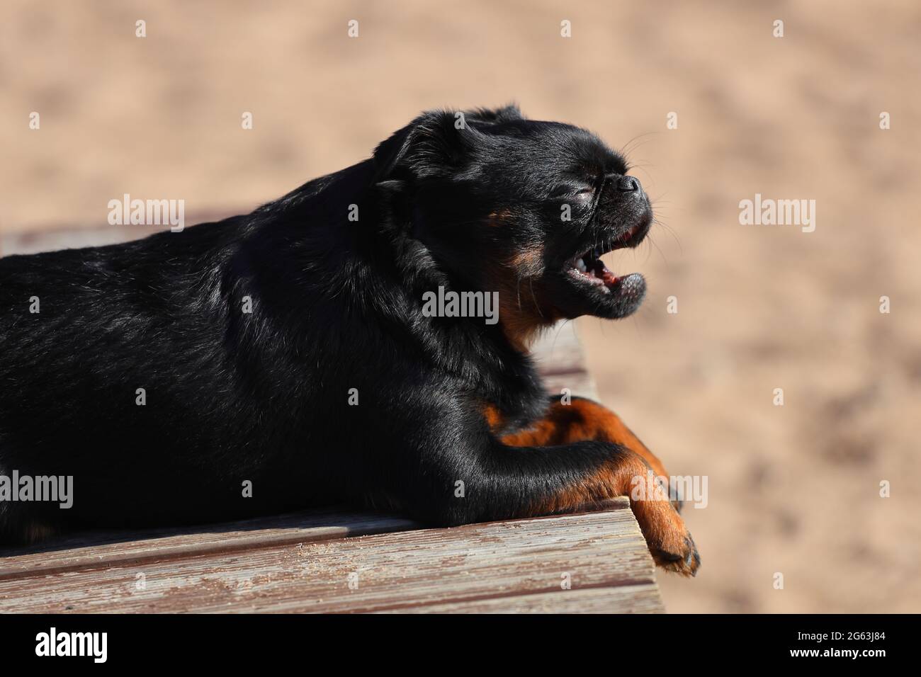 woman stroking a dog of breed small brabancon yawns outdoors in summer. High quality photo Stock Photo