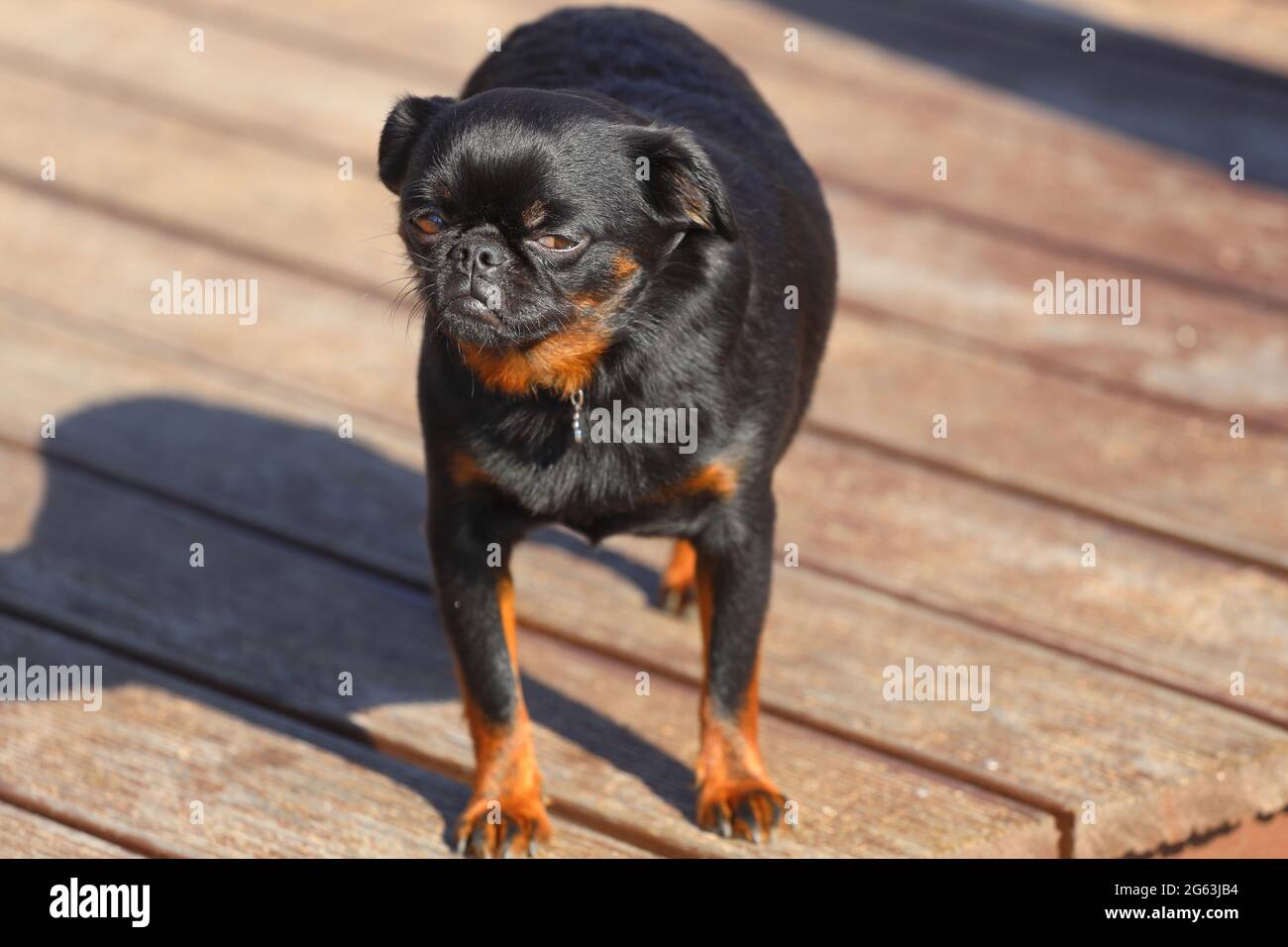 small dog breed small brabancon. High quality photo Stock Photo