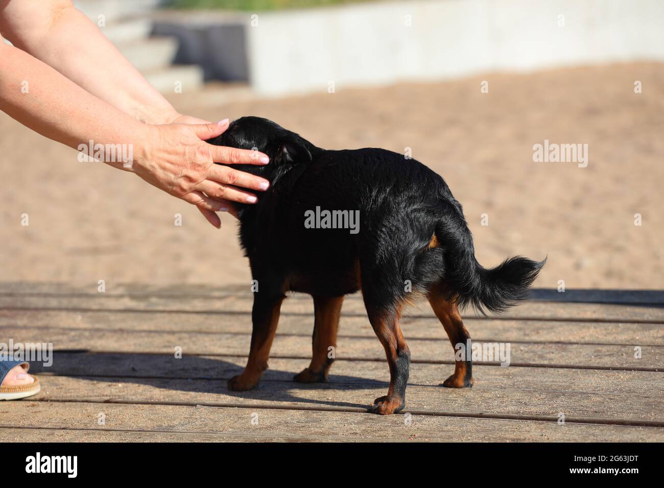 woman petting small brabancon dog outdoors in summer. High quality photo Stock Photo