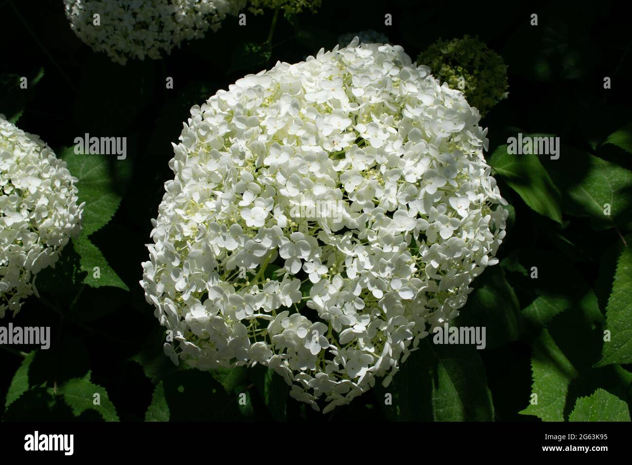 Closeup of a splendid white hydrangea plant, symbol of love, with its characteristic flowers. Stock Photo