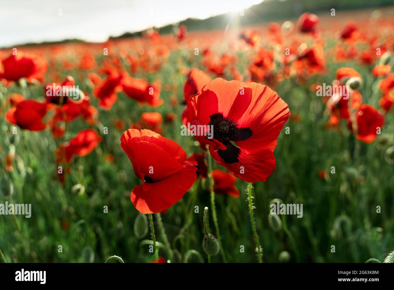 Poppy Field At Sunset With Beautiful Red Flowers Backlit By Setting Sun Great Wallpaper Design Nature Background Beautiful Summer Landscape Stock Photo Alamy