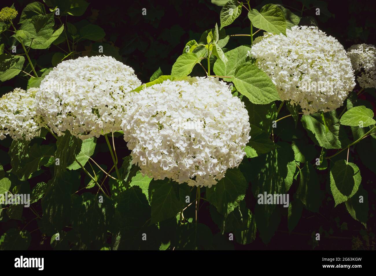 Closeup of a splendid white hydrangea plant, symbol of love, with its characteristic flowers. Stock Photo