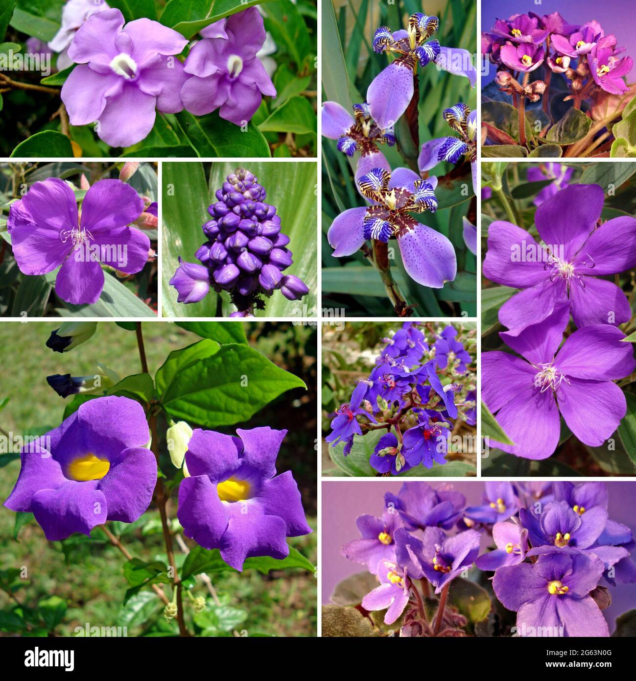 Set of purple flowers Stock Photo - Alamy