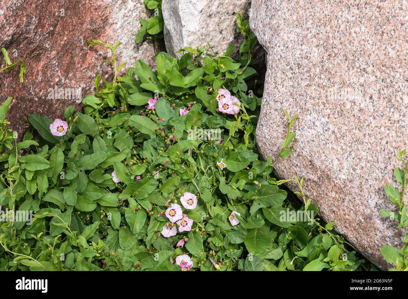 Pink flowers between rocks. Rocky terrain. Flowers on the rocks Stock