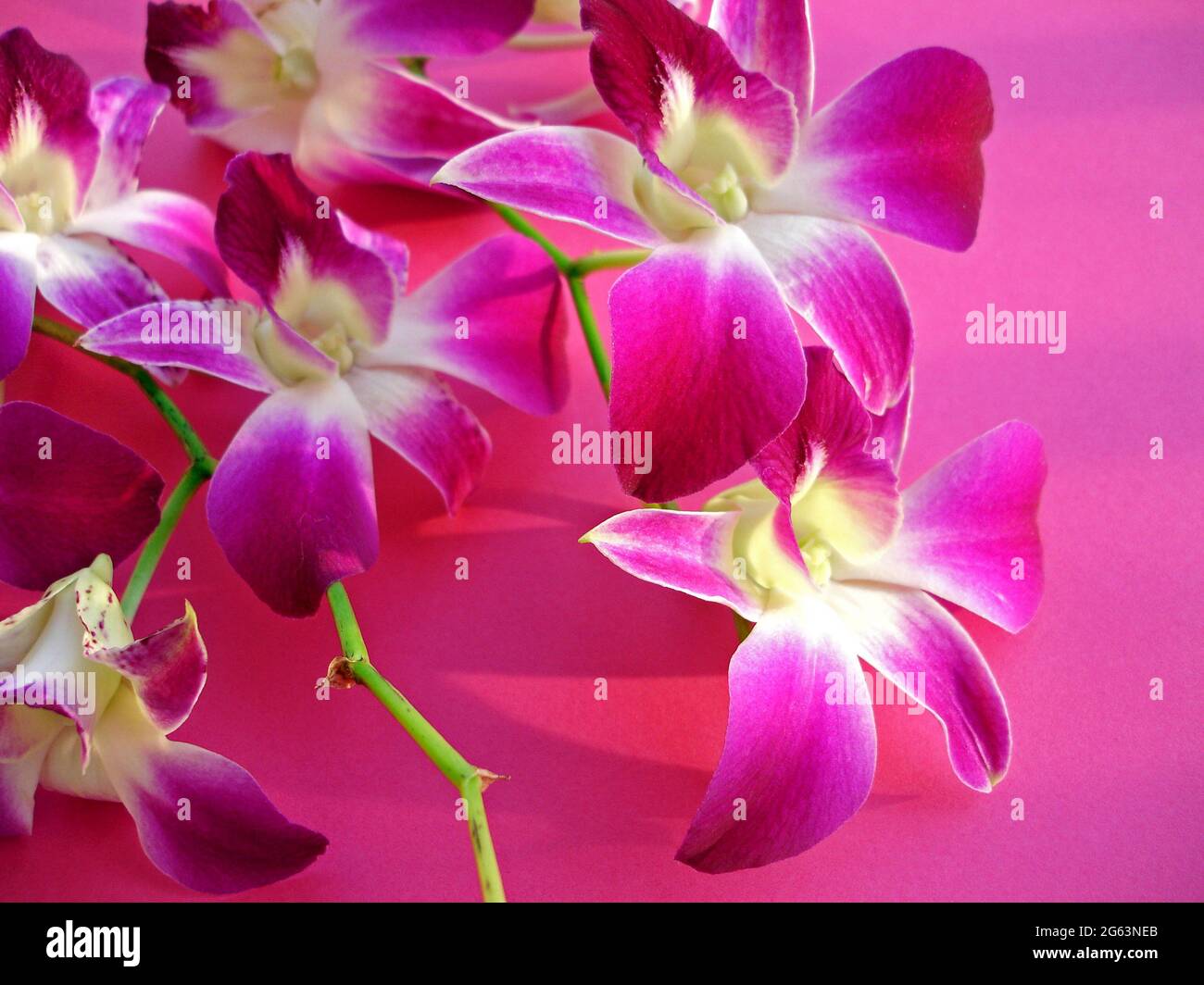 Pink and white orchids Stock Photo Alamy