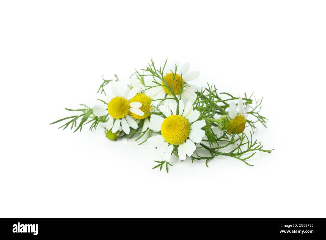 Beautiful chamomile flowers isolated on white background Stock Photo