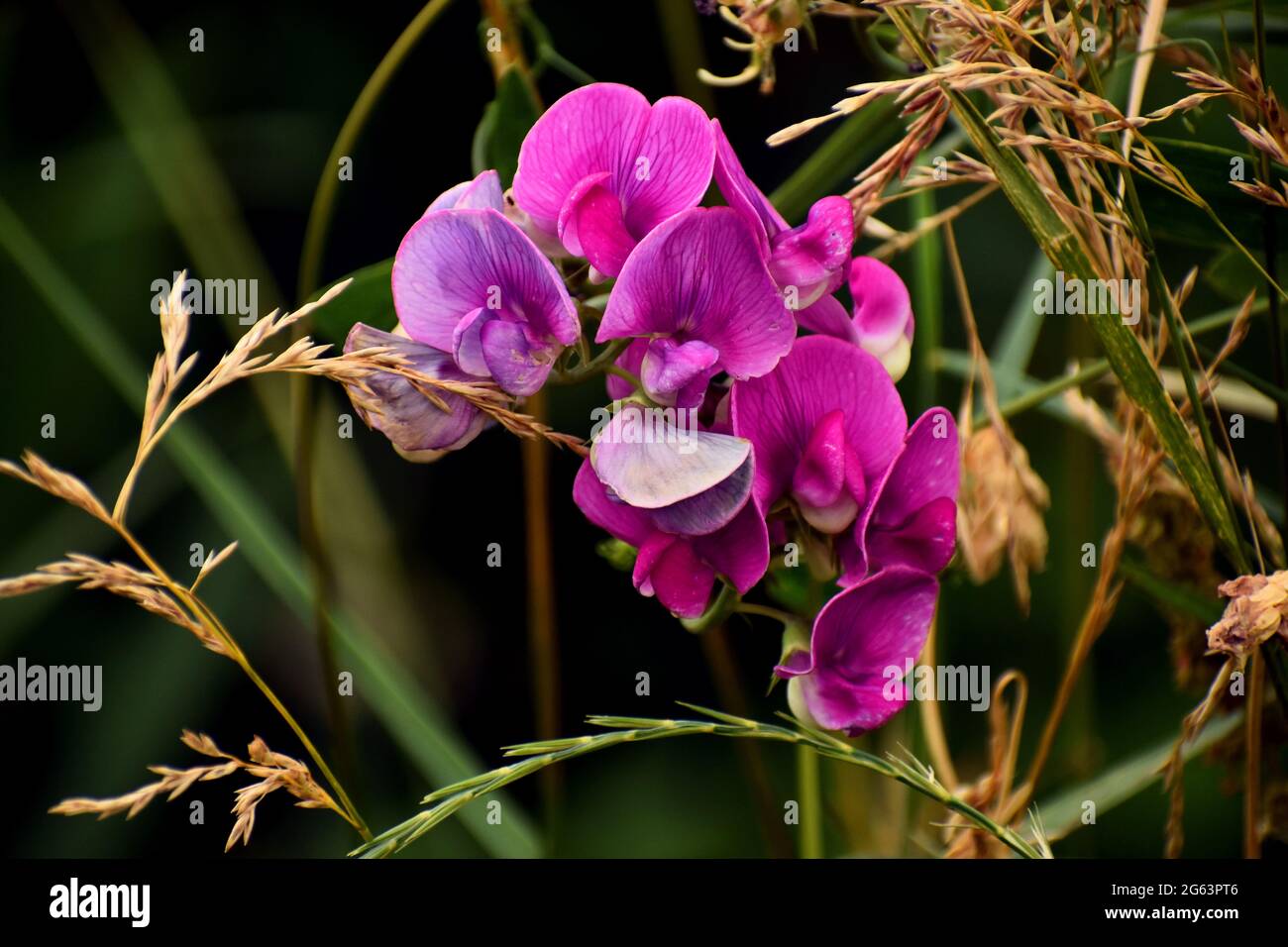 Pink purple sweet pea (Lathyrus odoratus) flowers mixed with green and tan grasses. Stock Photo